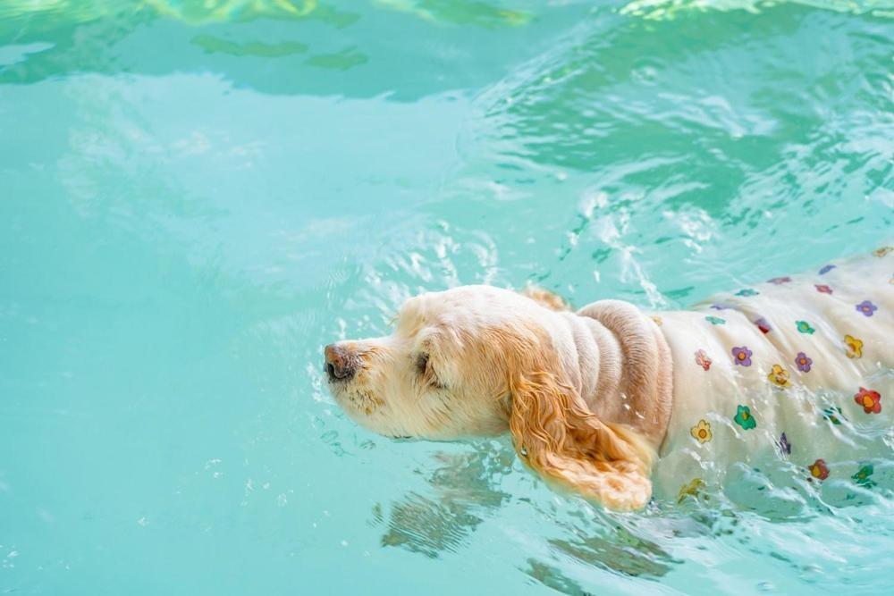 Taean Dog Day Pet Pool Villa Εξωτερικό φωτογραφία